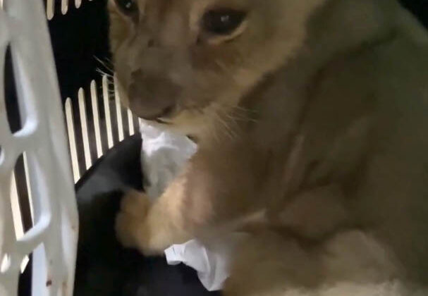 Tarım ve Orman Bakanlığı’ndan Yasa Dışı Afrika Aslanı Operasyonu