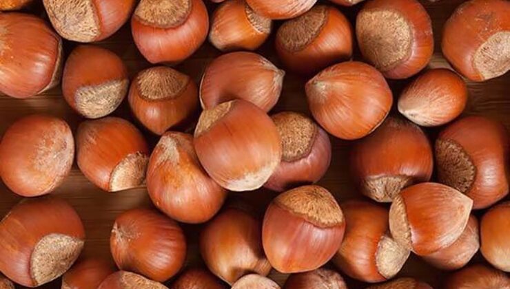 Türkiye 2025 Yılında En Fazla Fındık İhracatını Almanya’ya Gerçekleştirdi