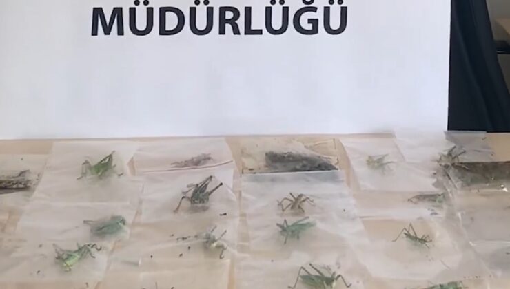 Adıyaman’da Çekirge Toplayan 3 Yabancı Uyruklu Şahsa 2 Milyon 97 Bin Lira Ceza