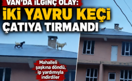 Van’da Çatıya Çıkan Yavru Keçiler Mahallede Heyecan Yarattı